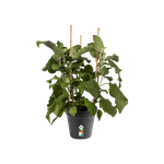 green basics growpot 21cm living black